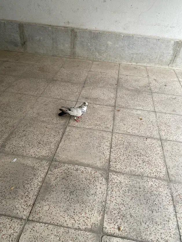 کفتر سوسکی|پرنده|فردیس, فردیس|دیوار