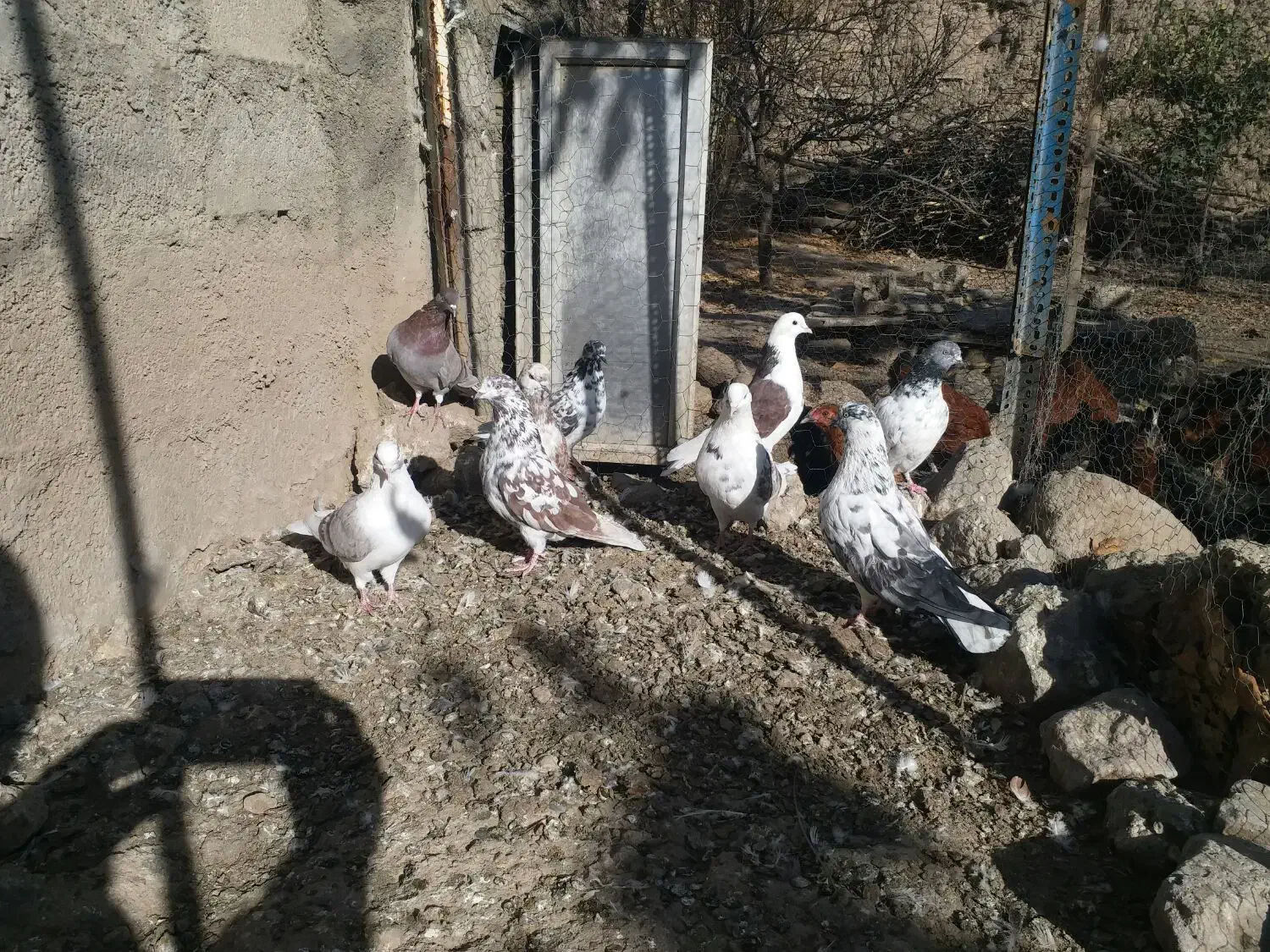 کبوتر تهرانی|پرنده|مشگین شهر, |دیوار