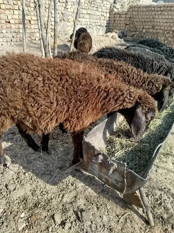 بره علف خور شیر مست|حیوانات مزرعه|قم, امامزاده ابراهیم|دیوار