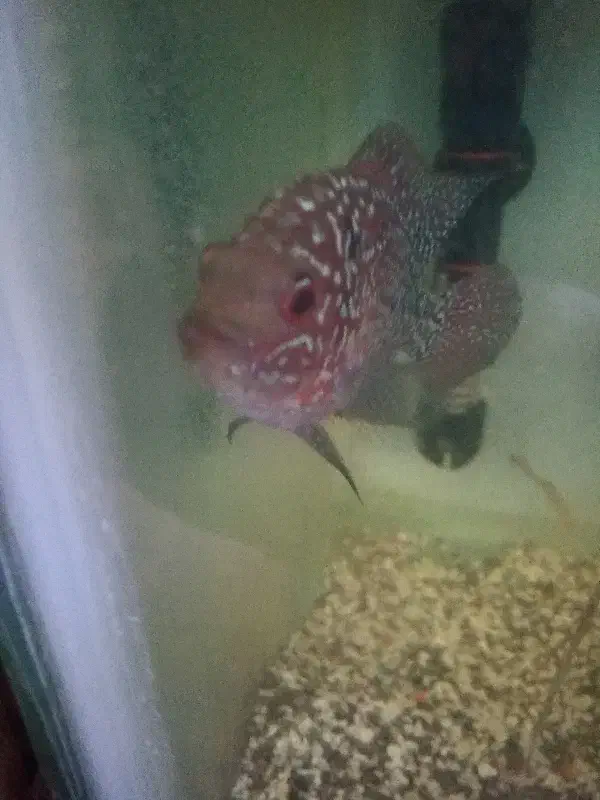 فلاور کانفا|ماهی|اهواز, بهارستان|دیوار