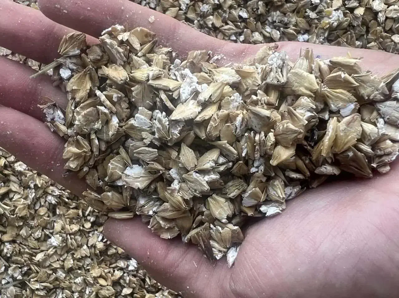 خوراک دام، جو، یونجه، کاه گندم|لوازم جانبی حیوانات|اشکذر, |دیوار