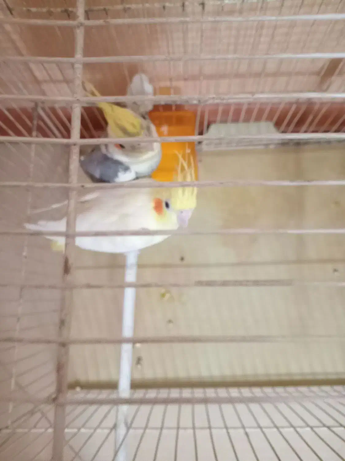 جفت عروس هلندی مولد|پرنده|مشهد, شریف|دیوار