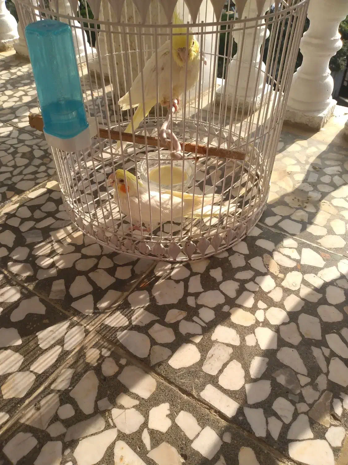 دوعدد عروس هلندی دستی|پرنده|دالخانی, |دیوار