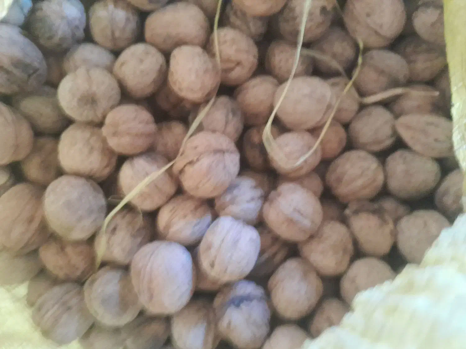 گردو|حراج|فیروزآباد (لرستان), |دیوار