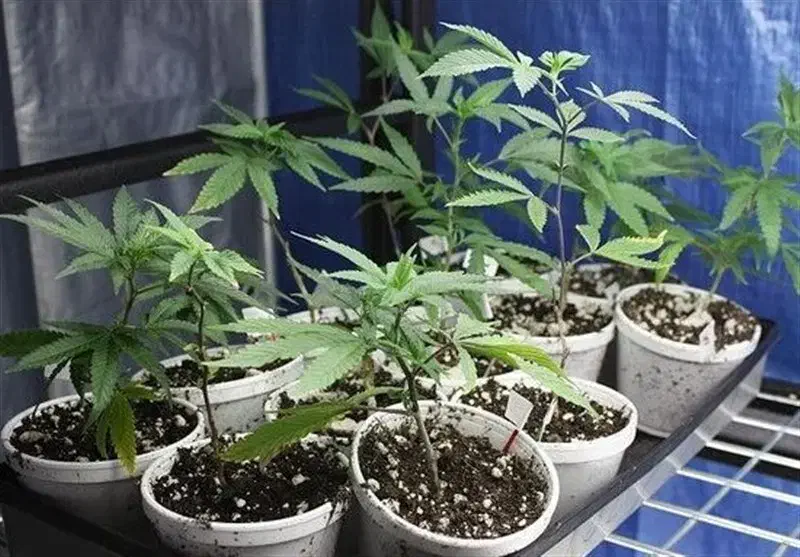 لطفاً راهنمایی کنید کجابذربخرم|فعالیت داوطلبانه تحقیقاتی|یزد, |دیوار