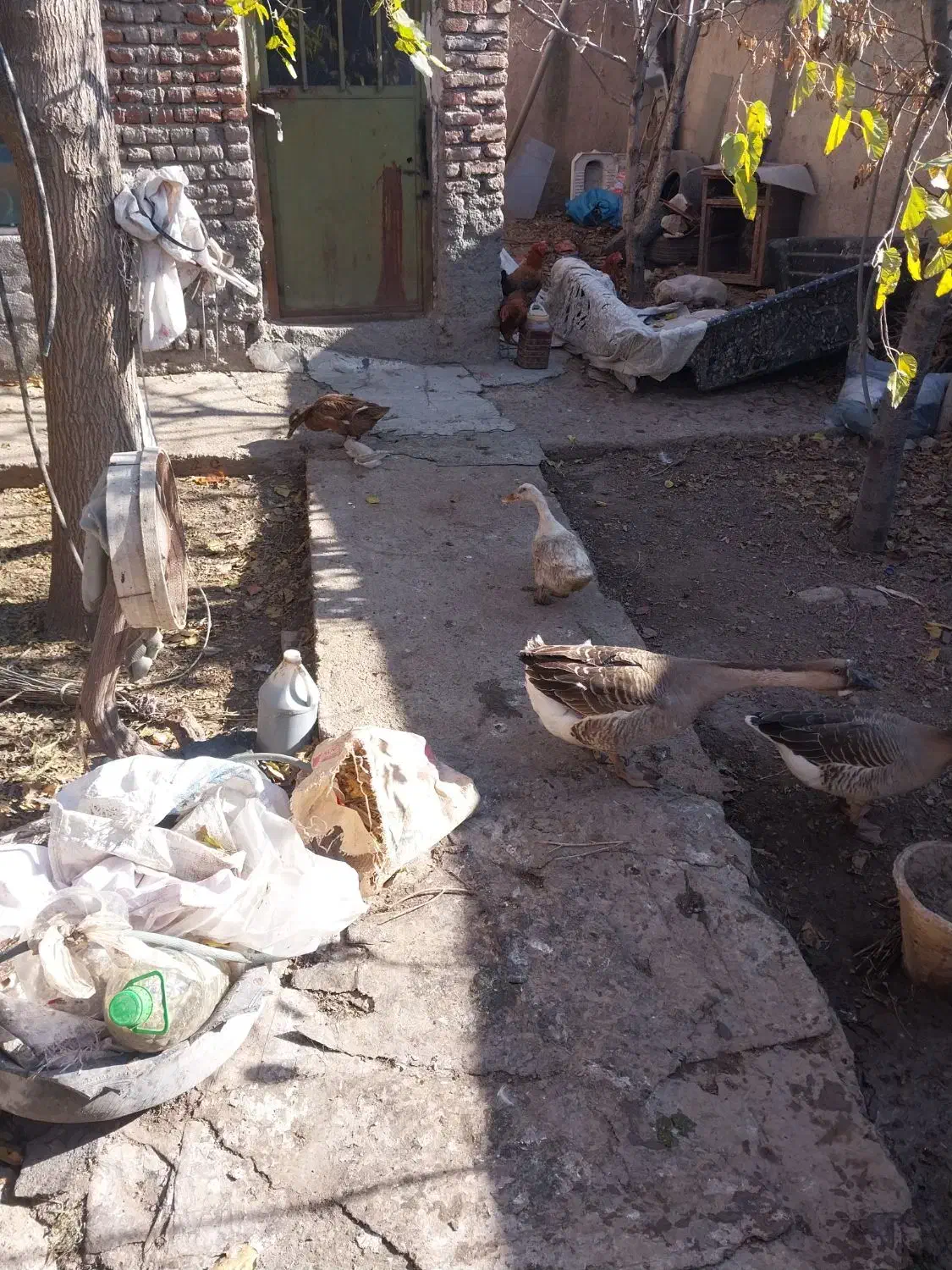 فروش غاز و اردک|حیوانات مزرعه|اردبیل, |دیوار