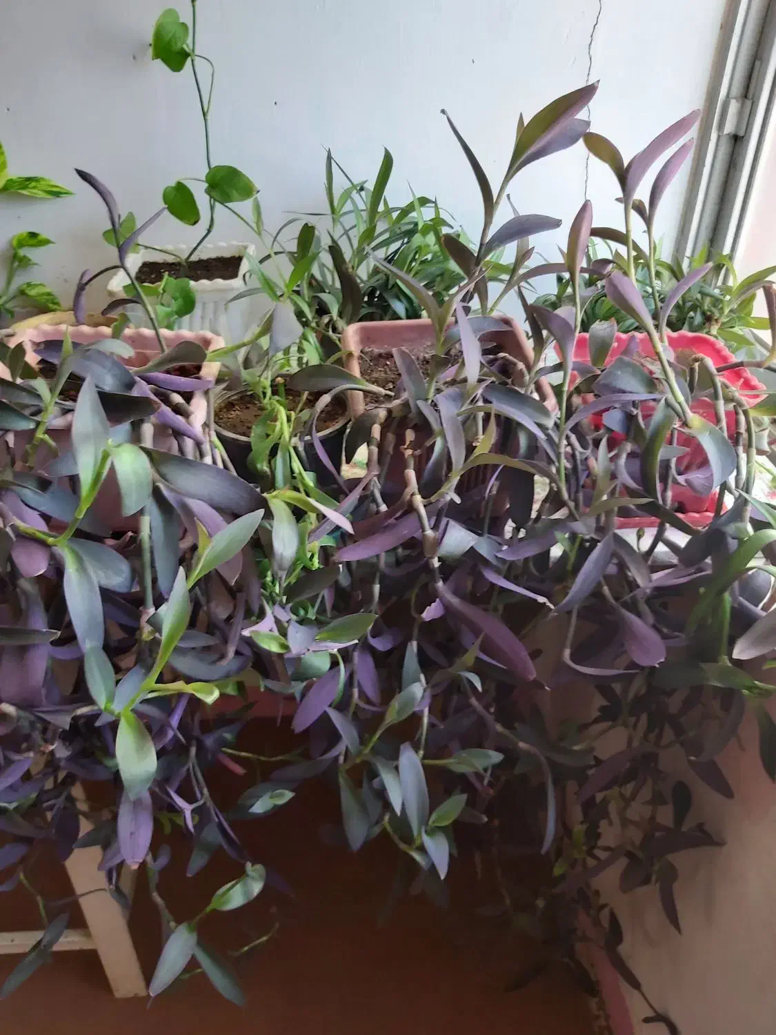 گلدان های گل بنفشه|گل و گیاه طبیعی|شاهین‌شهر, شهرک سایت|دیوار