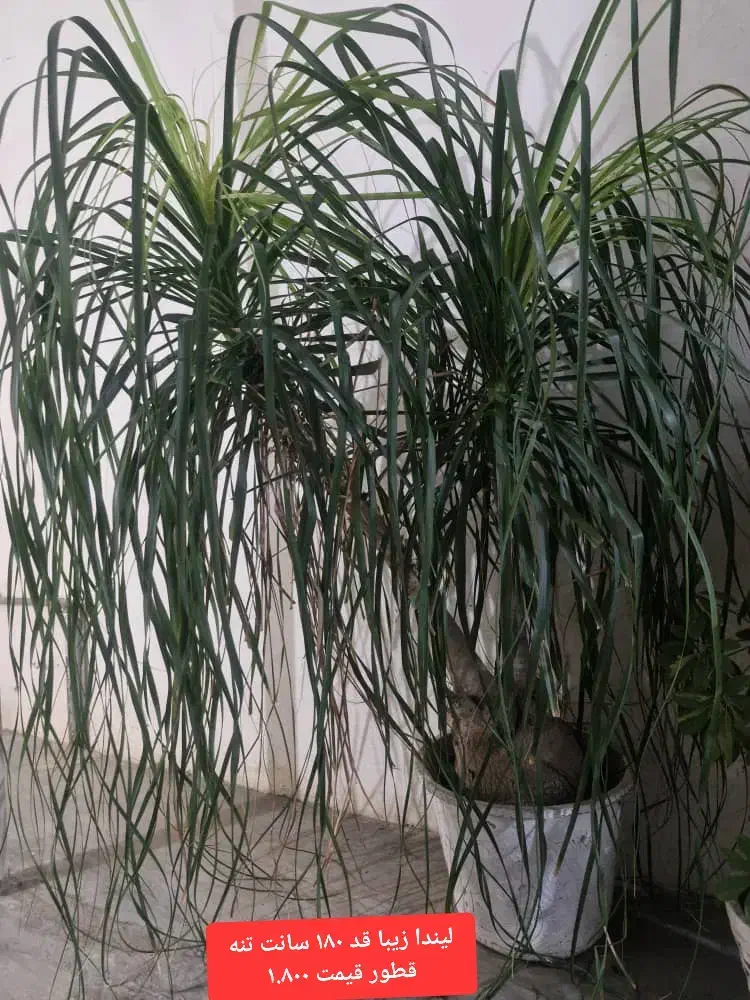 گل مطب رستوران دفاتر ادارات|گل و گیاه طبیعی|مینودشت, |دیوار