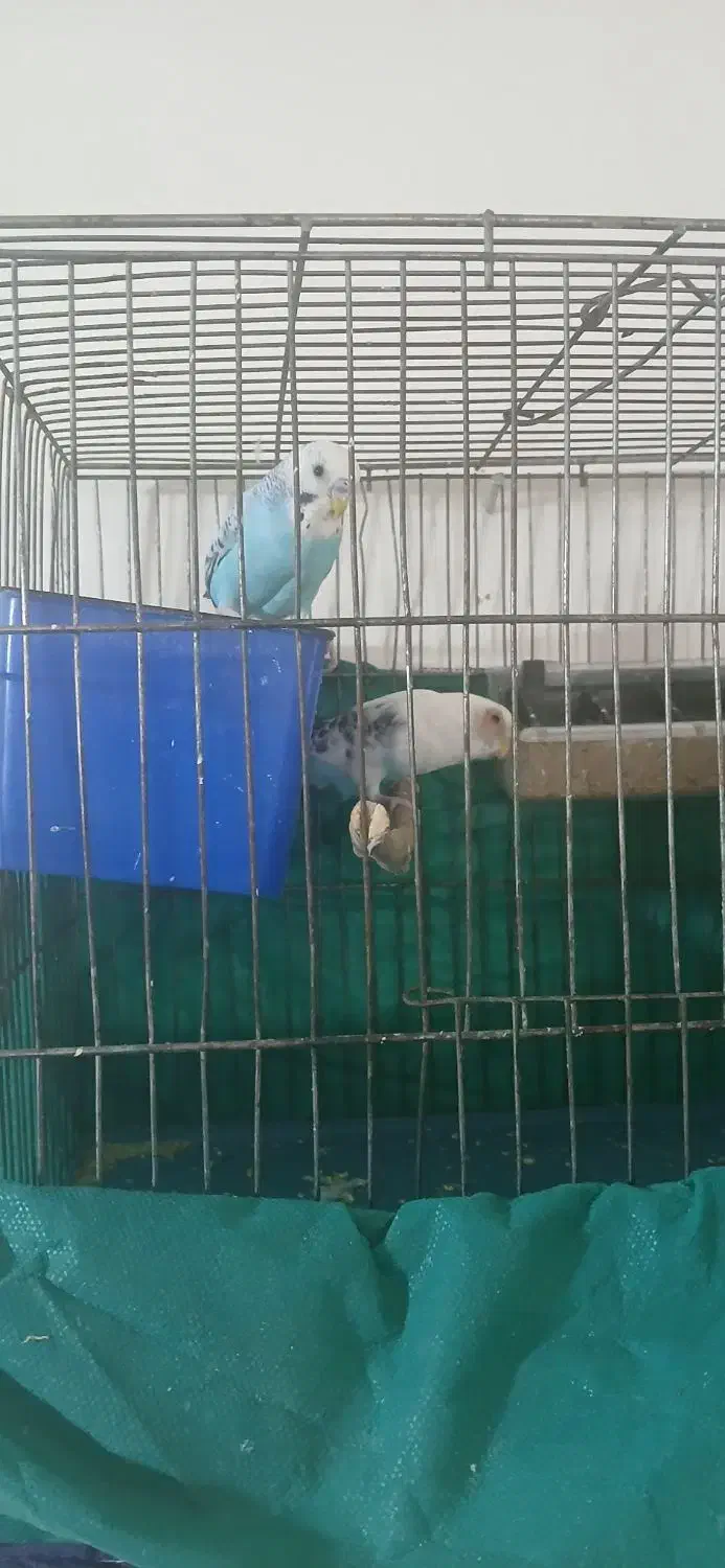 مرغ عشق فنچ|پرنده|نورآباد, |دیوار