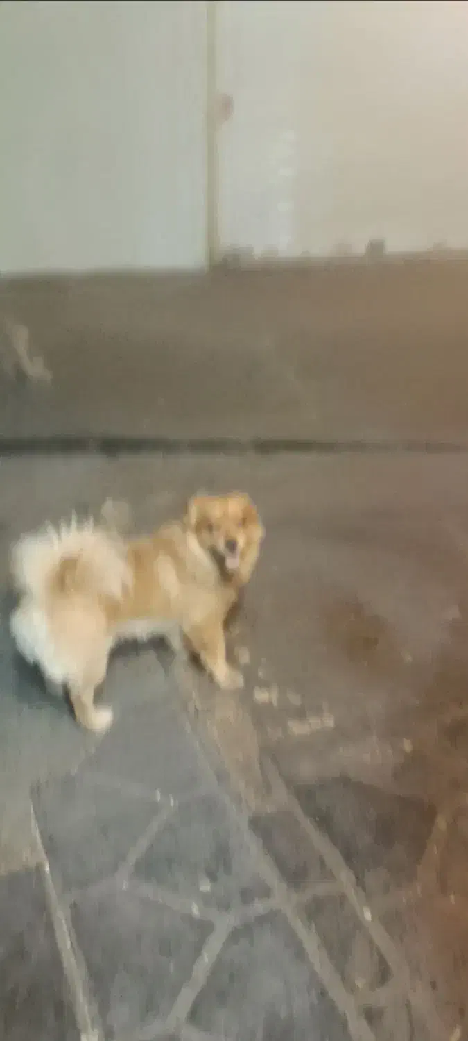 گم شده ۰۰۰۰۰۰گم شده ۰۰۰۰۰۰۰گم شده ۰۰۰۰۰۰|سگ|تهران, جیحون|دیوار