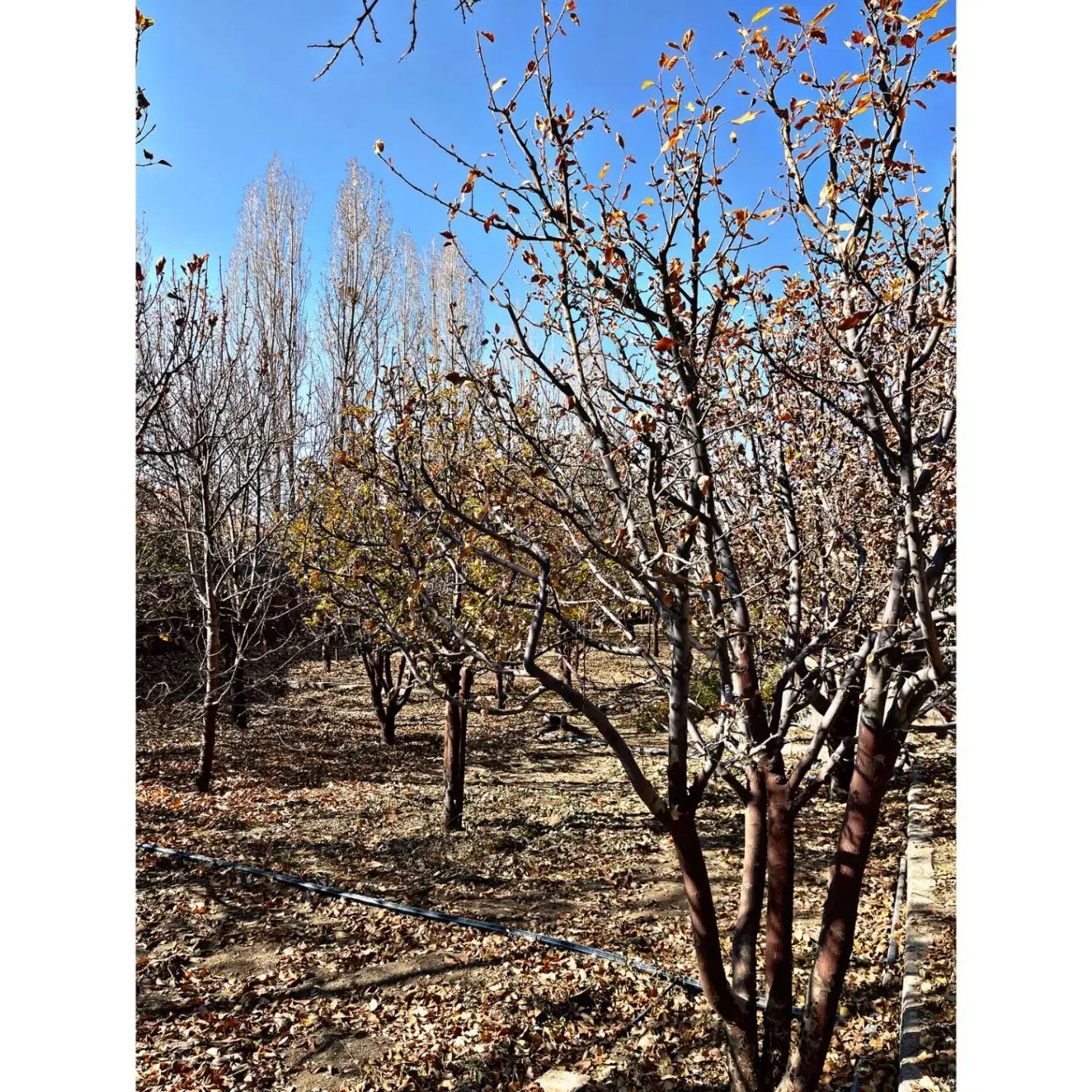 باغ زمین آبسرد1000مترسند دار/انشعابات کامل جوازدار|فروش زمین و ملک کلنگی|آبسرد, |دیوار