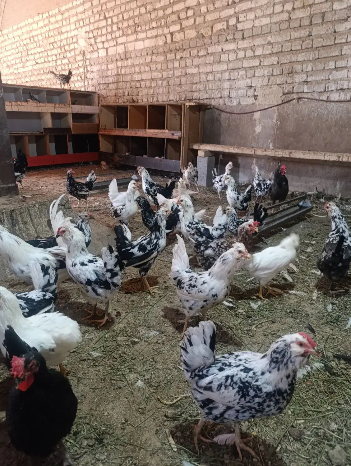 تخم مرغ گلین نطفه دار|حیوانات مزرعه|قم, آزادگان|دیوار