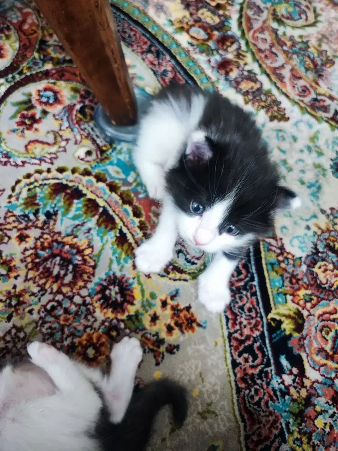 واگذاری بچه گربه و مادر|گربه|تهران, افسریه شمالی|دیوار