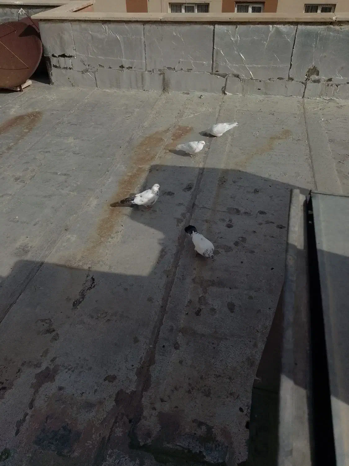 کبوتر|پرنده|هشتگرد, فاز ۷ مهستان|دیوار