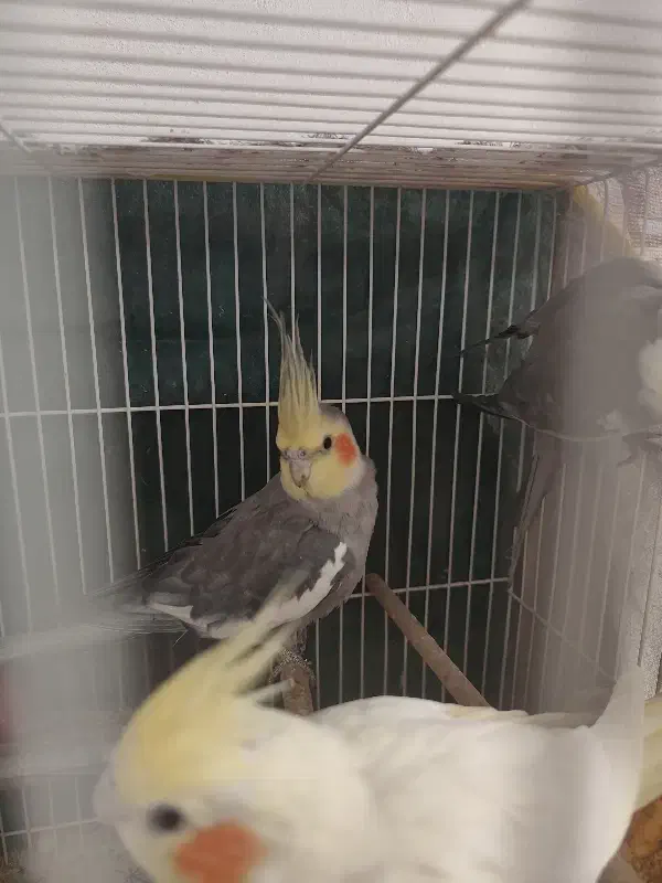 عروس هلندی|پرنده|نیشابور, شهرک اندیشه|دیوار