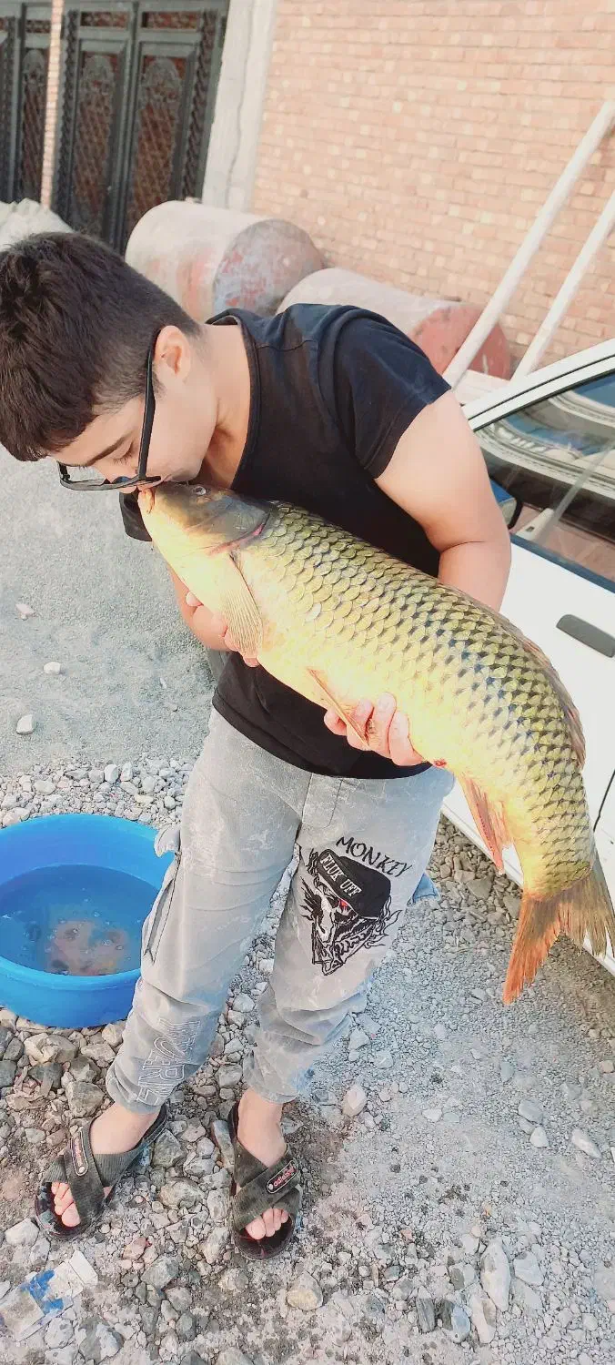 ماهی|ماهی|پیرانشهر, |دیوار