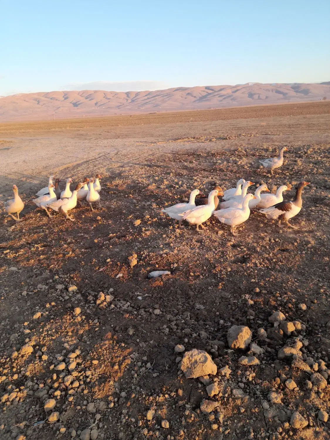 غاز****|حیوانات مزرعه|اسدآباد, |دیوار