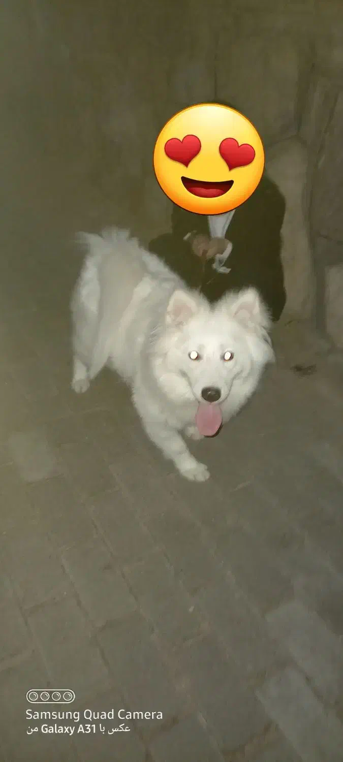 ساموئد ۷ماهه باشرایط خاص رایگان واگذارمیشود|سگ|تبریز, |دیوار