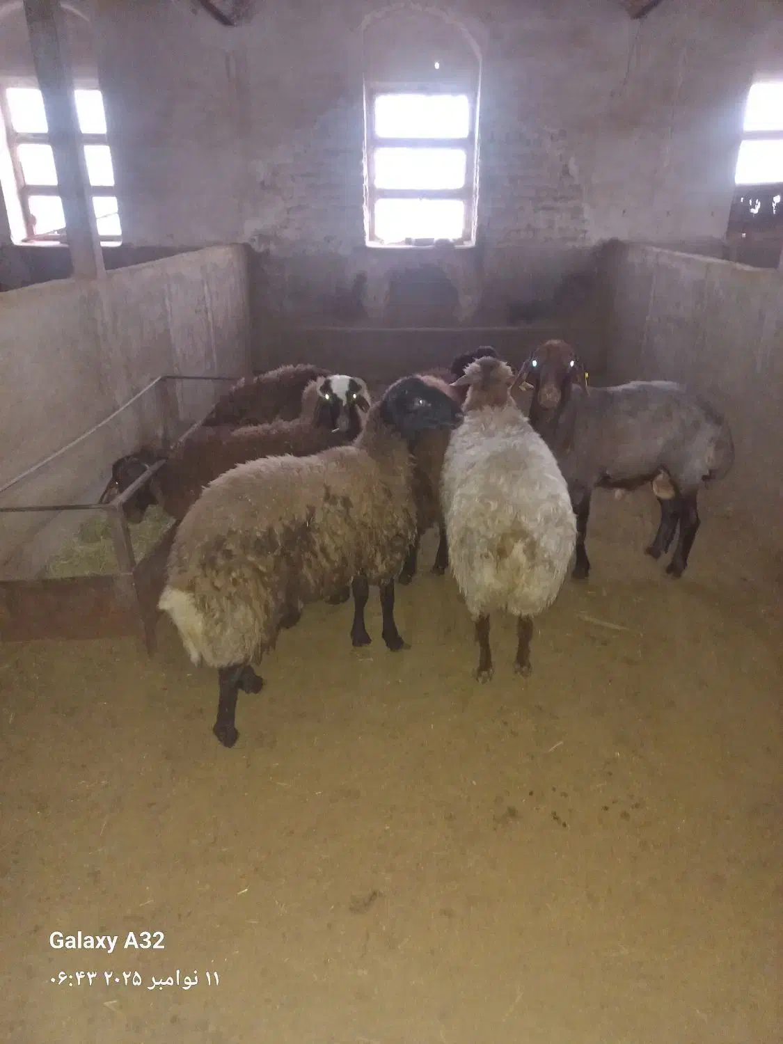 گوسفند هترو|حیوانات مزرعه|کاشان, شهرک صنعتی فتح المبین|دیوار