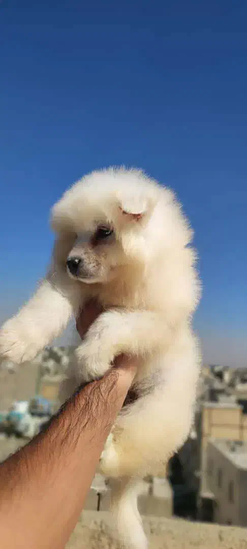 سگ سامویید|سگ|محلات, |دیوار