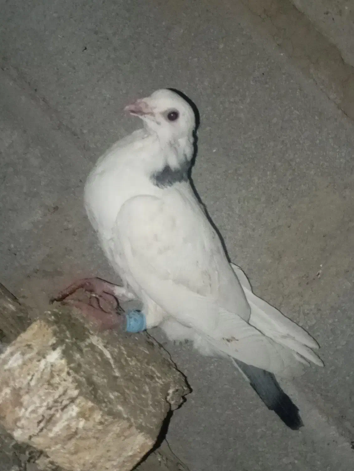 کبوتر‌|پرنده|گنبد کاووس, |دیوار