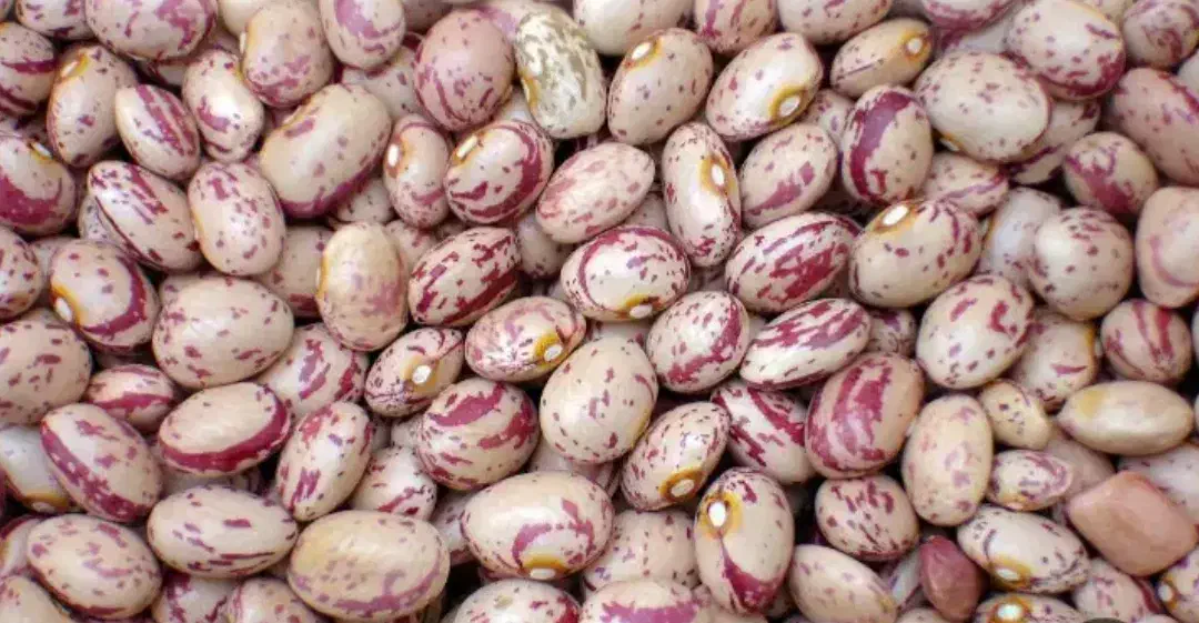 چیتی لوبیا سرحد|خوردنی و آشامیدنی|مرودشت, پشت سایپا|دیوار