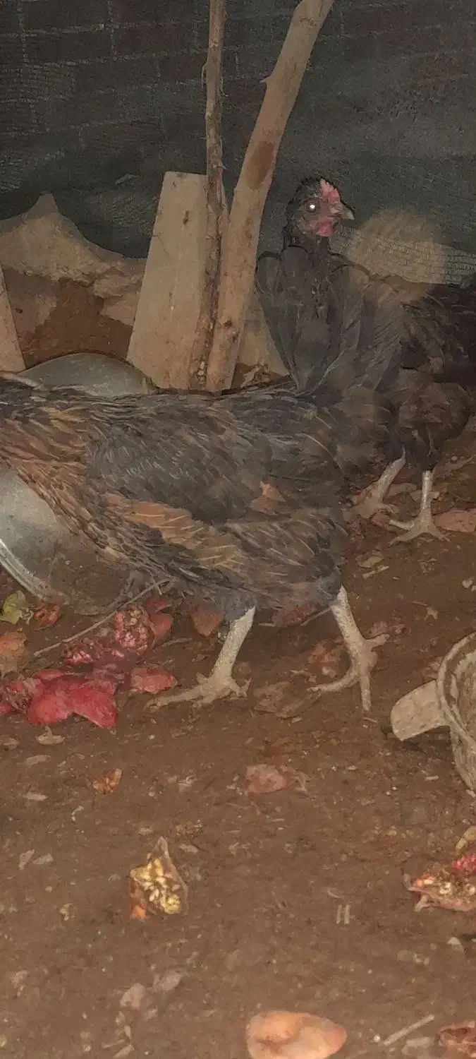 مرغ|حیوانات مزرعه|یزد, |دیوار