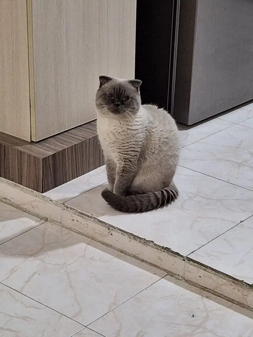 پت خونگی|گربه|شاندیز, |دیوار