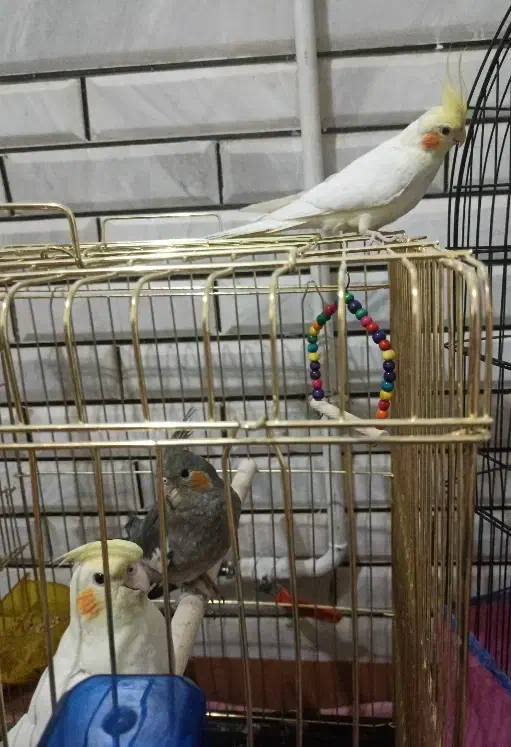 عروس هلندی وقفس|پرنده|دورود, |دیوار