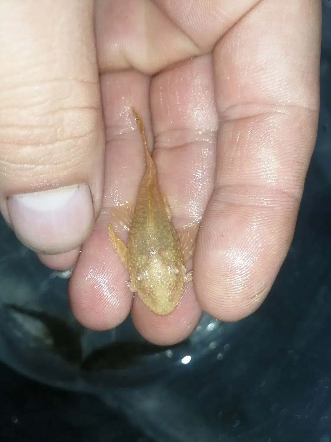 ماهی کت فیش|ماهی|ساری, |دیوار