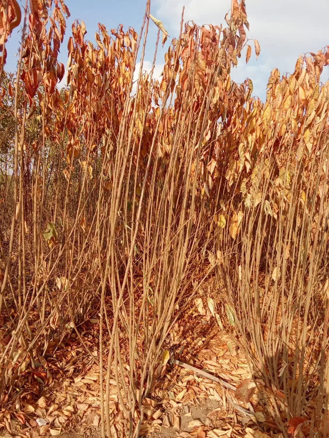 فروش نهال آقای رحمانی با20سال سابقه|خدمات باغبانی و درختکاری|محمدیه-قزوین, |دیوار