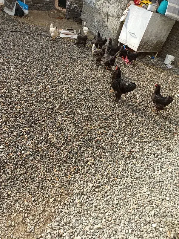 12عدد برهما بلک|حیوانات مزرعه|نوشین شهر, |دیوار