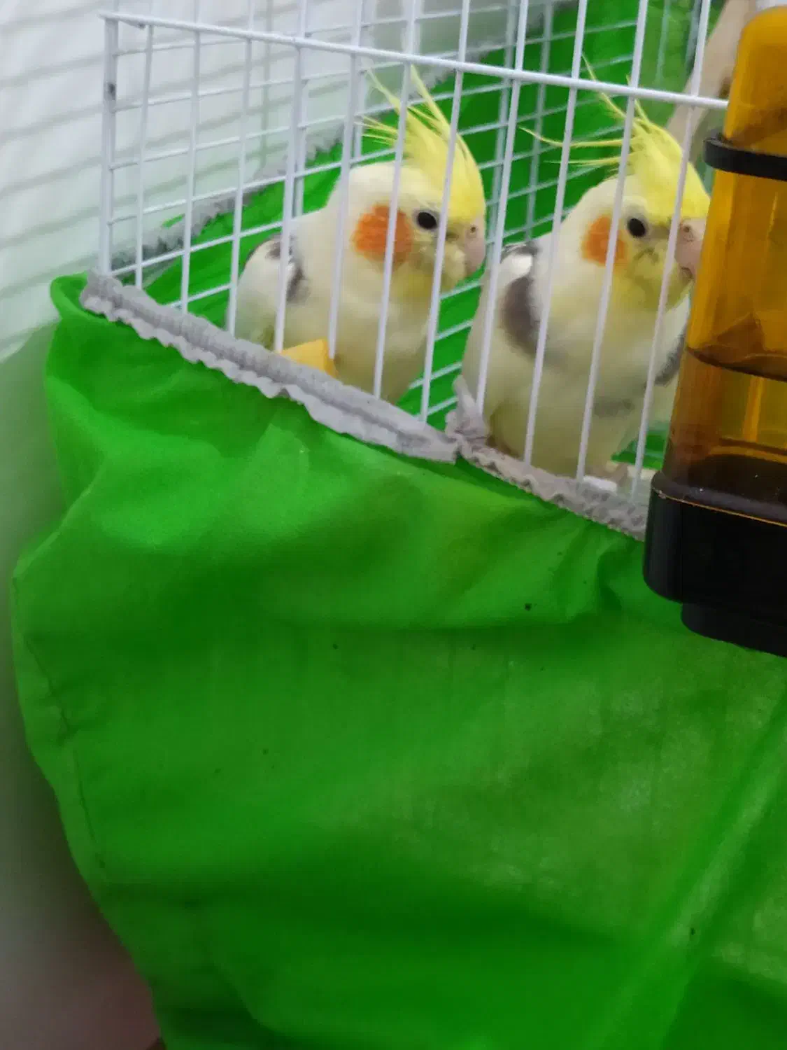 بهترین نژاد طوطی عروس زعفرانی نر|پرنده|رشت, سعدی (تختی)|دیوار