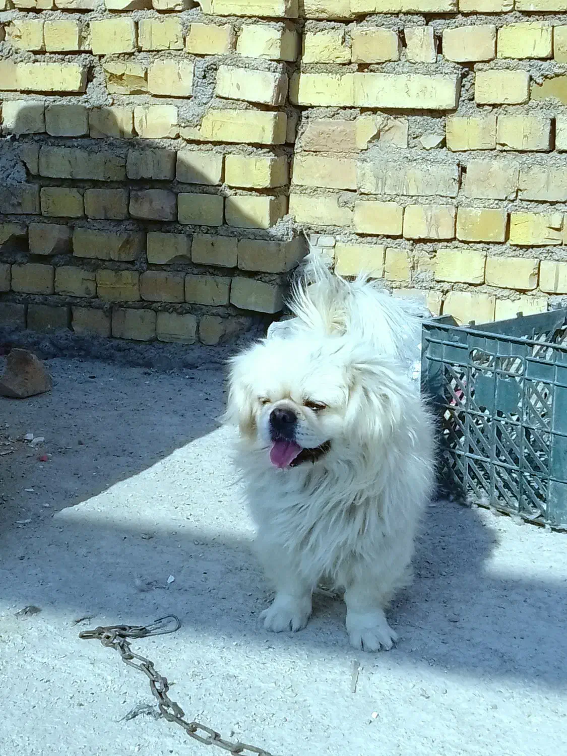 سگ پاکوتاه سفید|سگ|شریف‌آباد, |دیوار