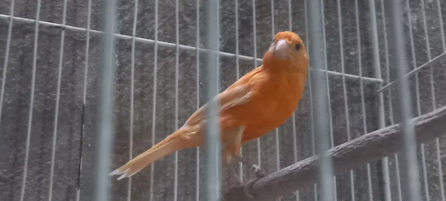 قناری رد فاکتور یا سرخ|پرنده|مشهد, شفا|دیوار