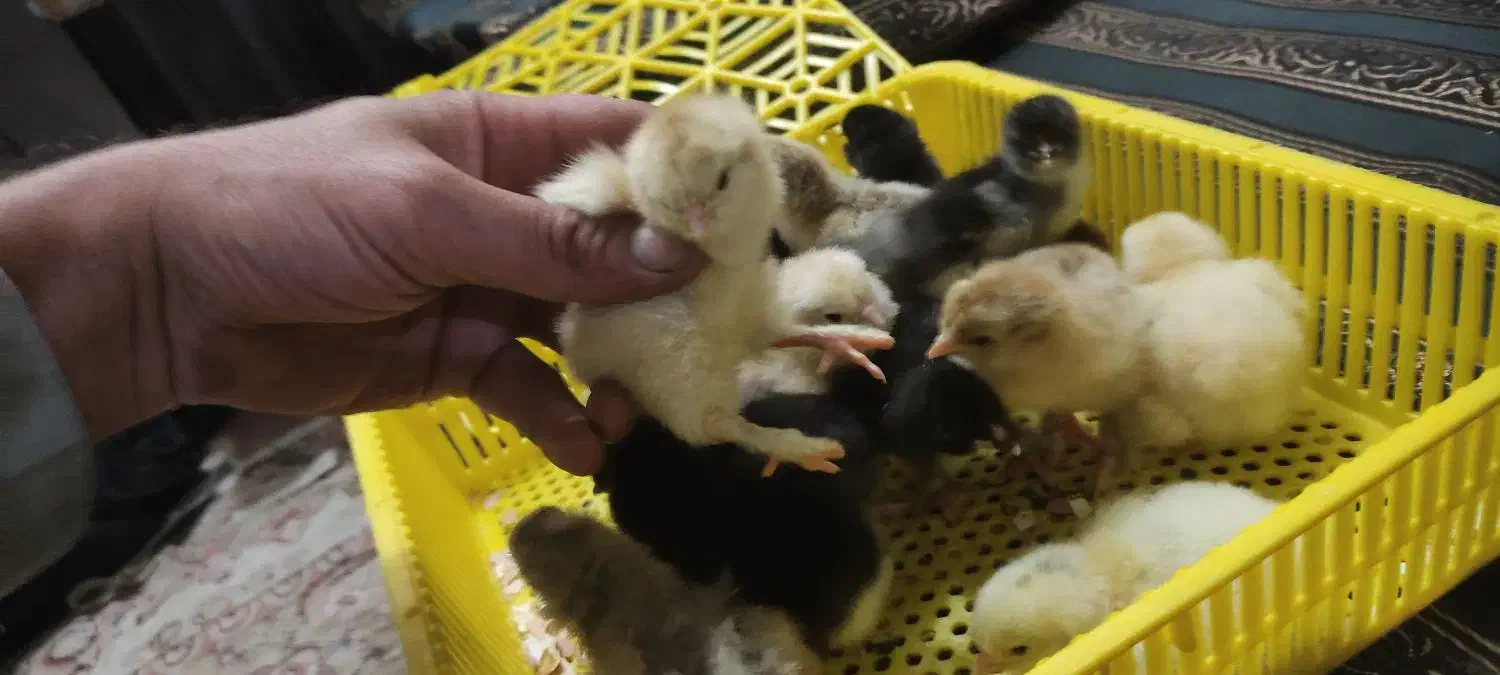 جوجه برهما|حیوانات مزرعه|خمینی‌شهر, |دیوار