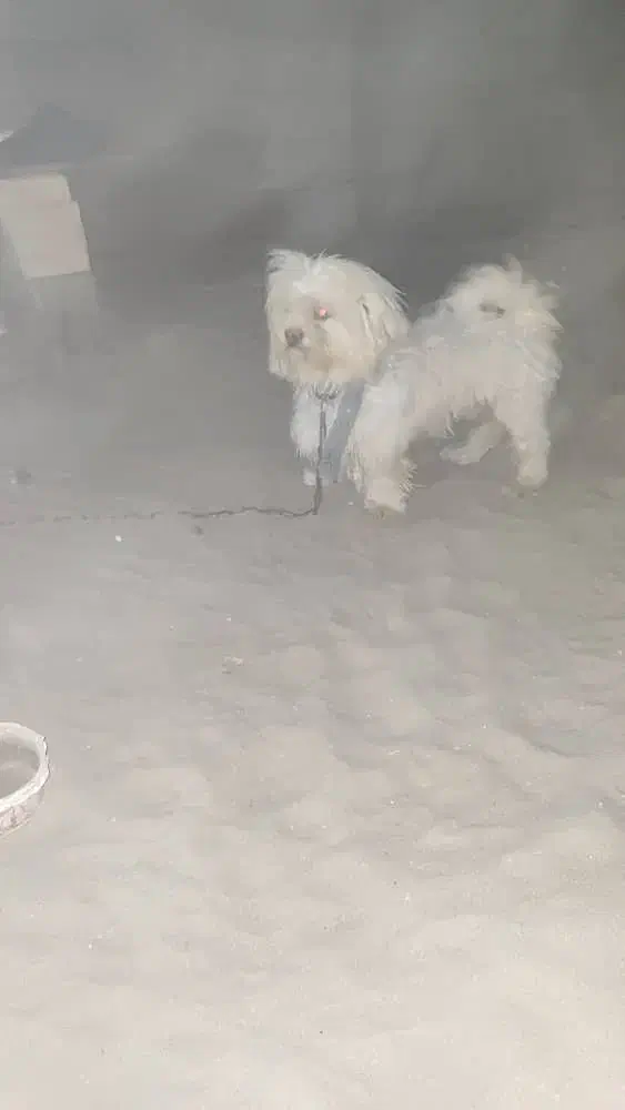 سگ شیتزو|سگ|کهنوج, |دیوار