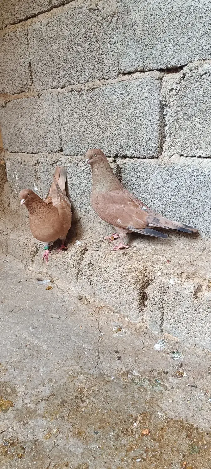 کله ای تاپ|پرنده|اهواز, کیانپارس |دیوار