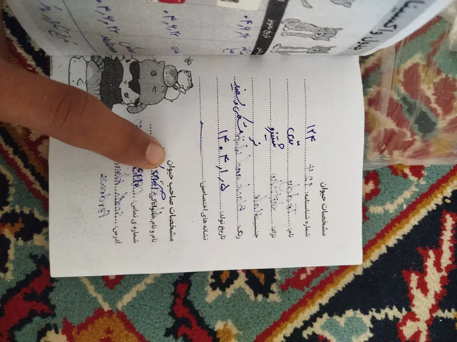 سگ شیتزو|سگ|فردوس (خراسان), |دیوار