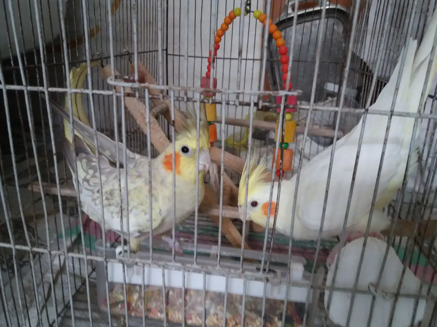 عروس هلندی|پرنده|شفت, |دیوار