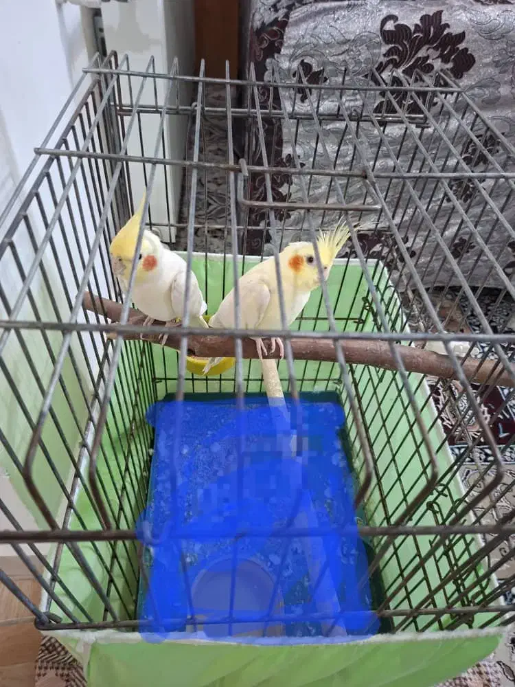 عروس هلندی به همراه دو قفس|پرنده|لاهیجان, گلستان|دیوار