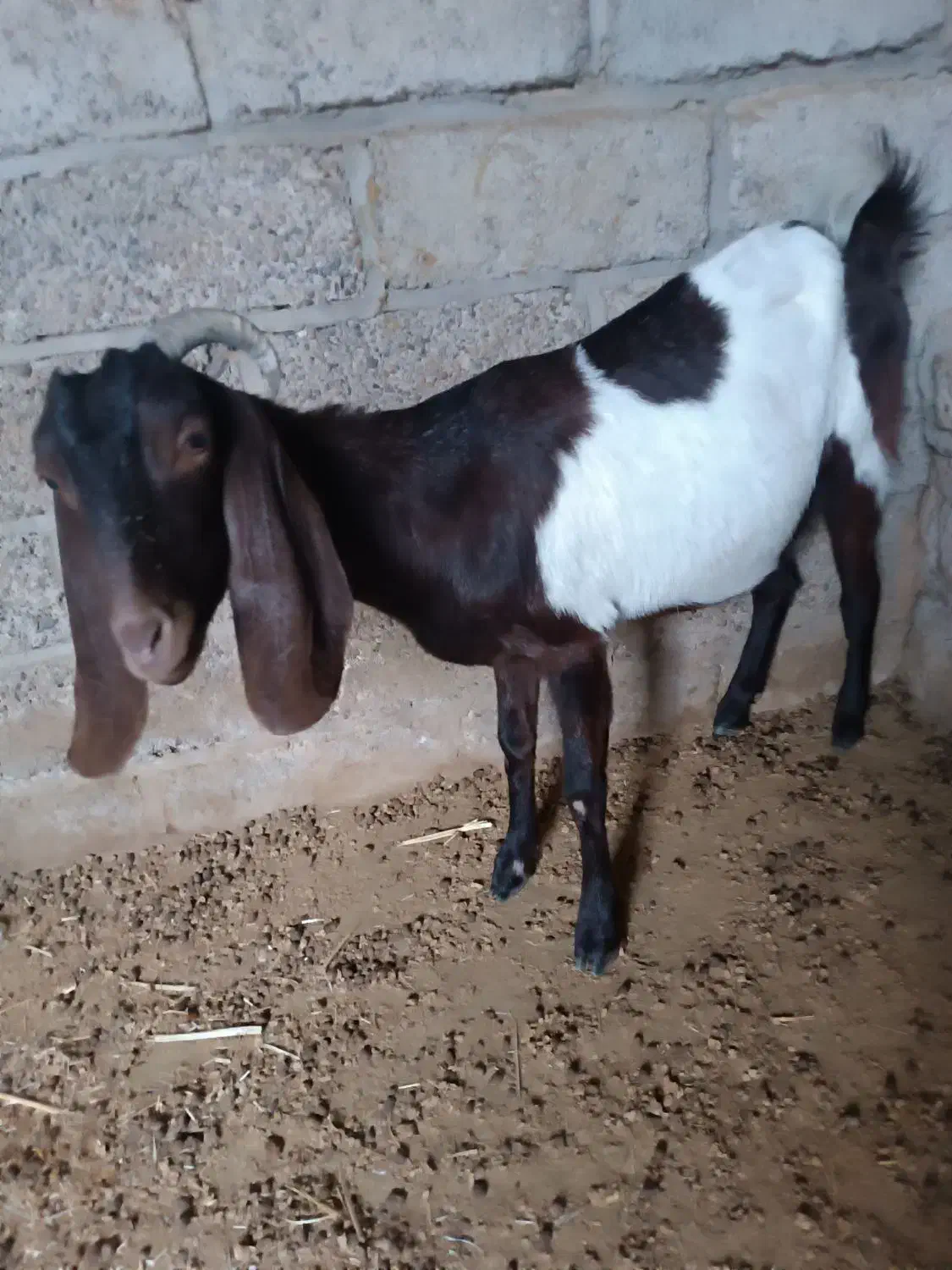 بز نژدی|حیوانات مزرعه|بهبهان, |دیوار