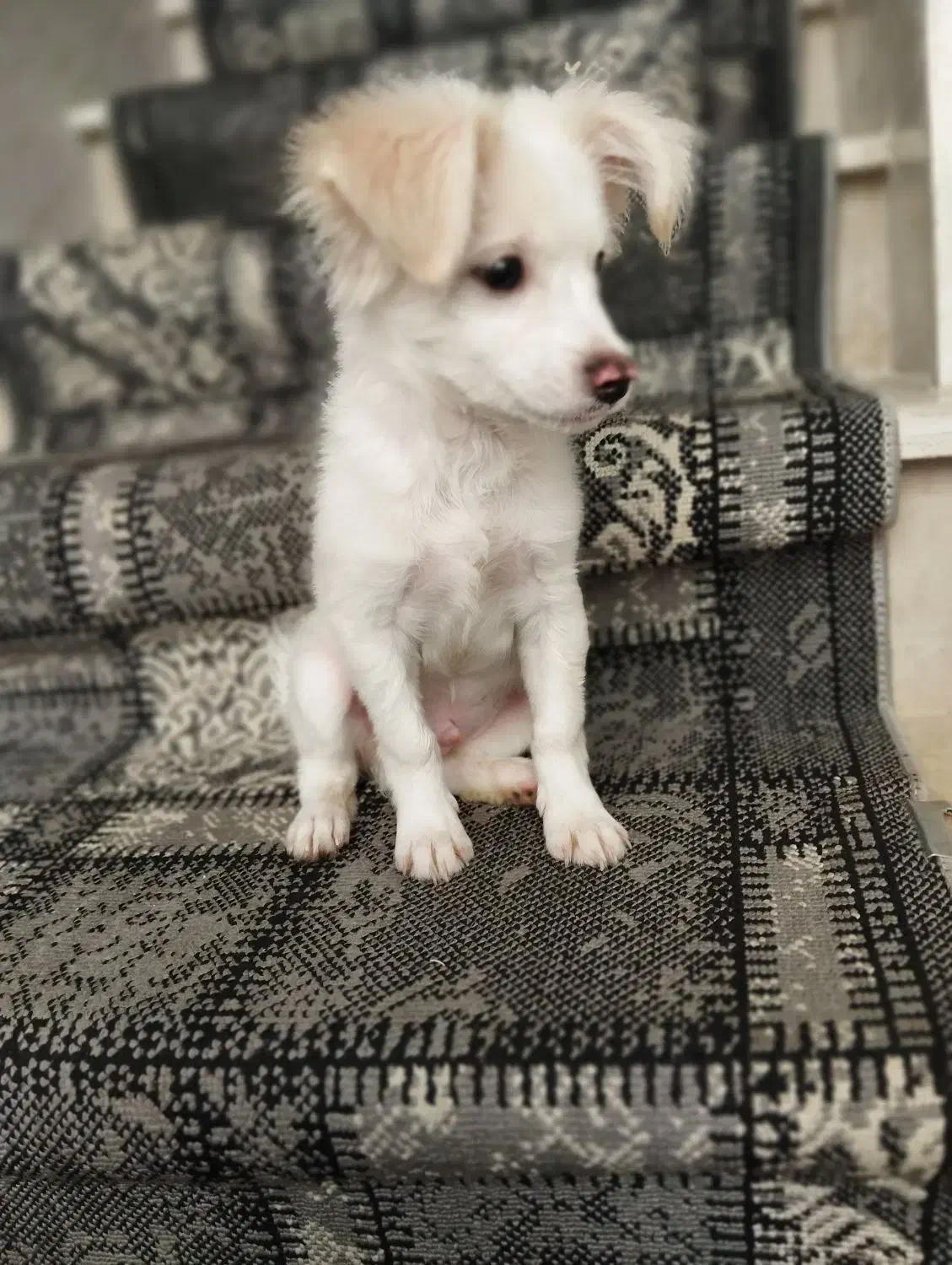 سگ اشپیتز|سگ|قم, شهرک فاطمیه|دیوار