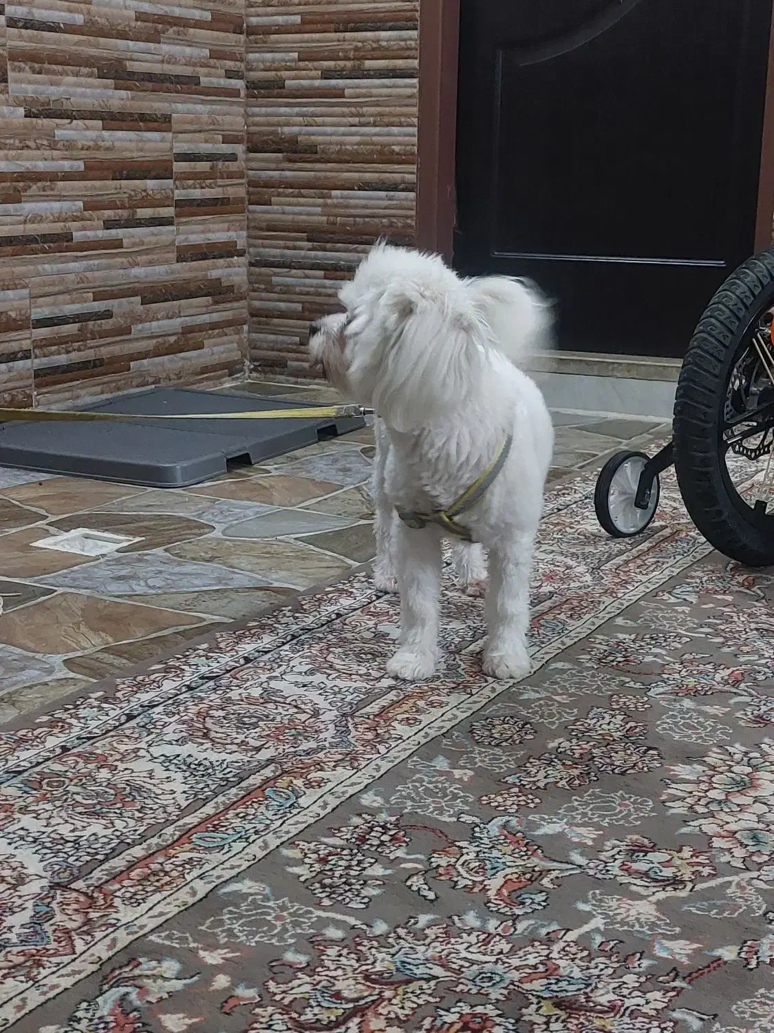 سگ خونگی فروش فوری|سگ|کاشان, شهرک ۲۲ بهمن|دیوار