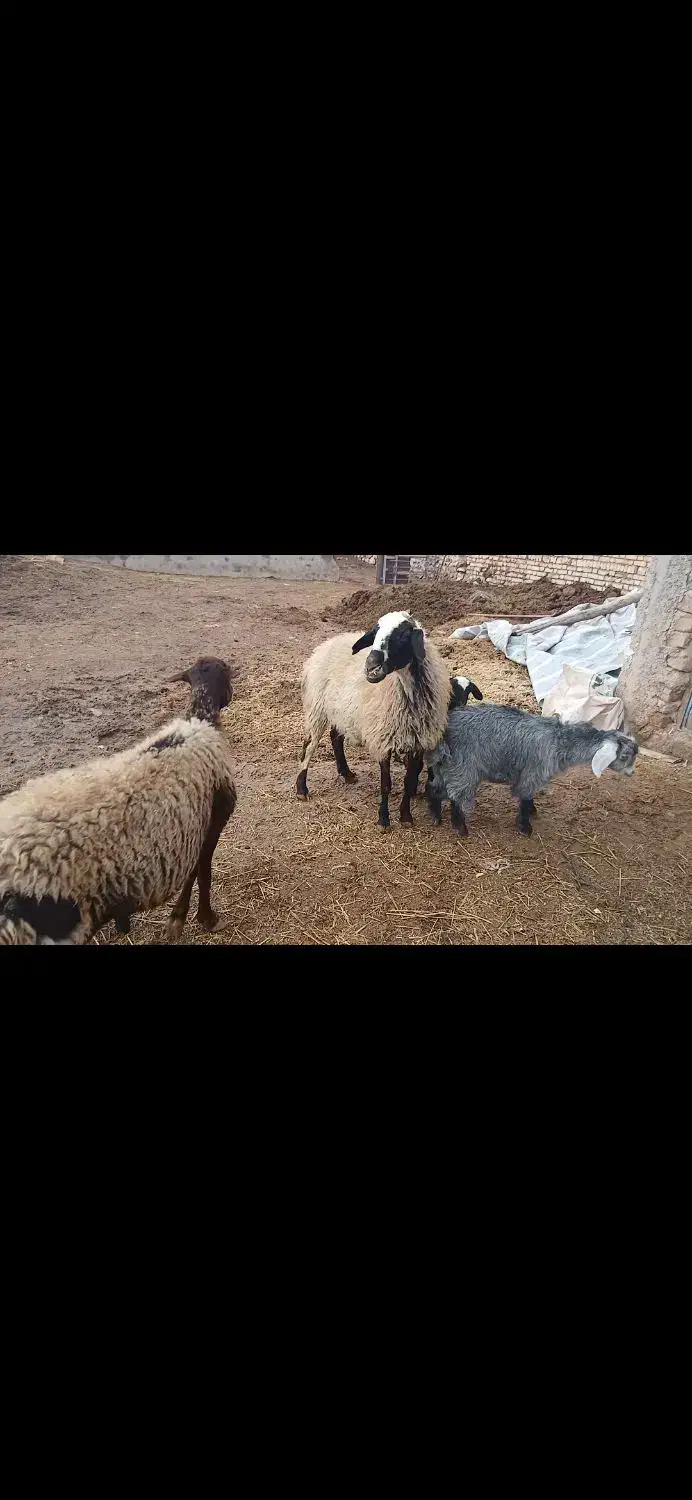 گوسفند بره دار|حیوانات مزرعه|دوتپه, |دیوار