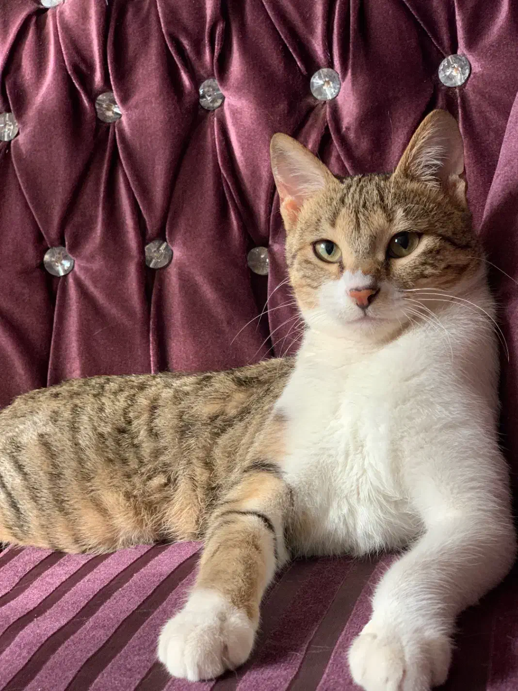 واگذاری گربه|گربه|قائمشهر, |دیوار