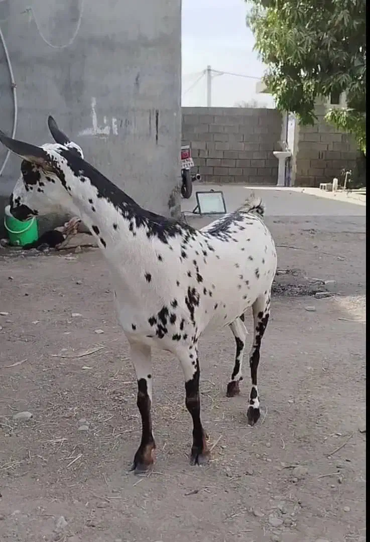 صلاله گلتوپی|حیوانات مزرعه|میناب, |دیوار