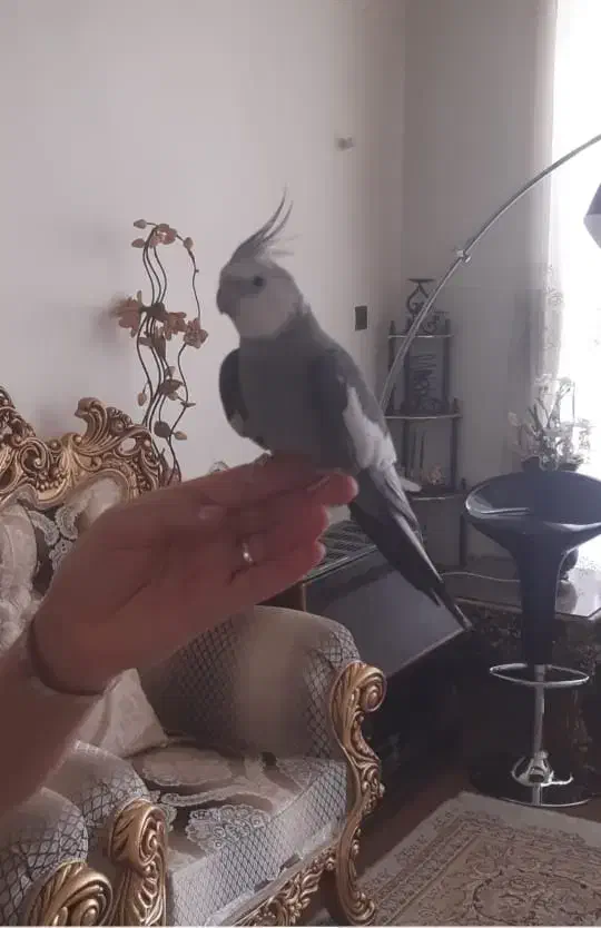 عروس هلندی گمشده|حیوانات|شیراز, شهرک جماران|دیوار