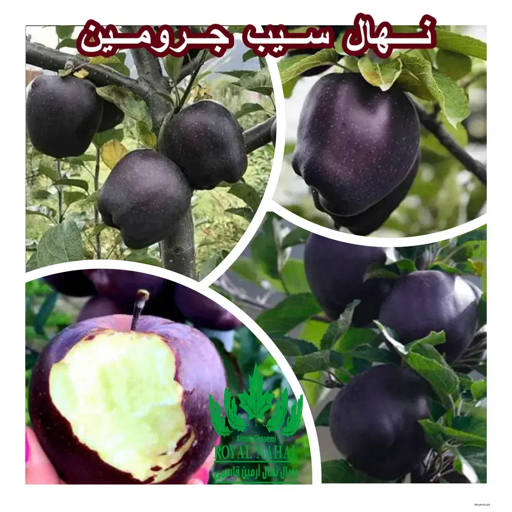 فروش نهال سیب جرومین رویال نهال|خدمات باغبانی و درختکاری|پیرانشهر, |دیوار