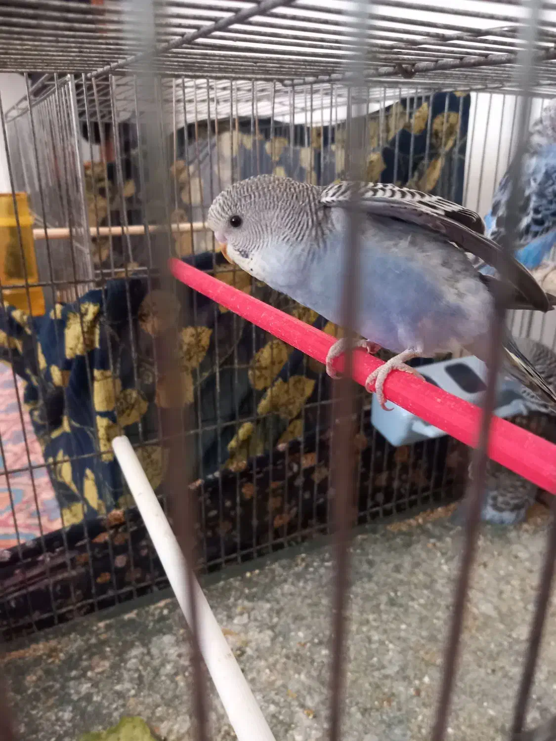 فروش مرغ عشق مولد و انگلیسی|پرنده|تکاب, |دیوار